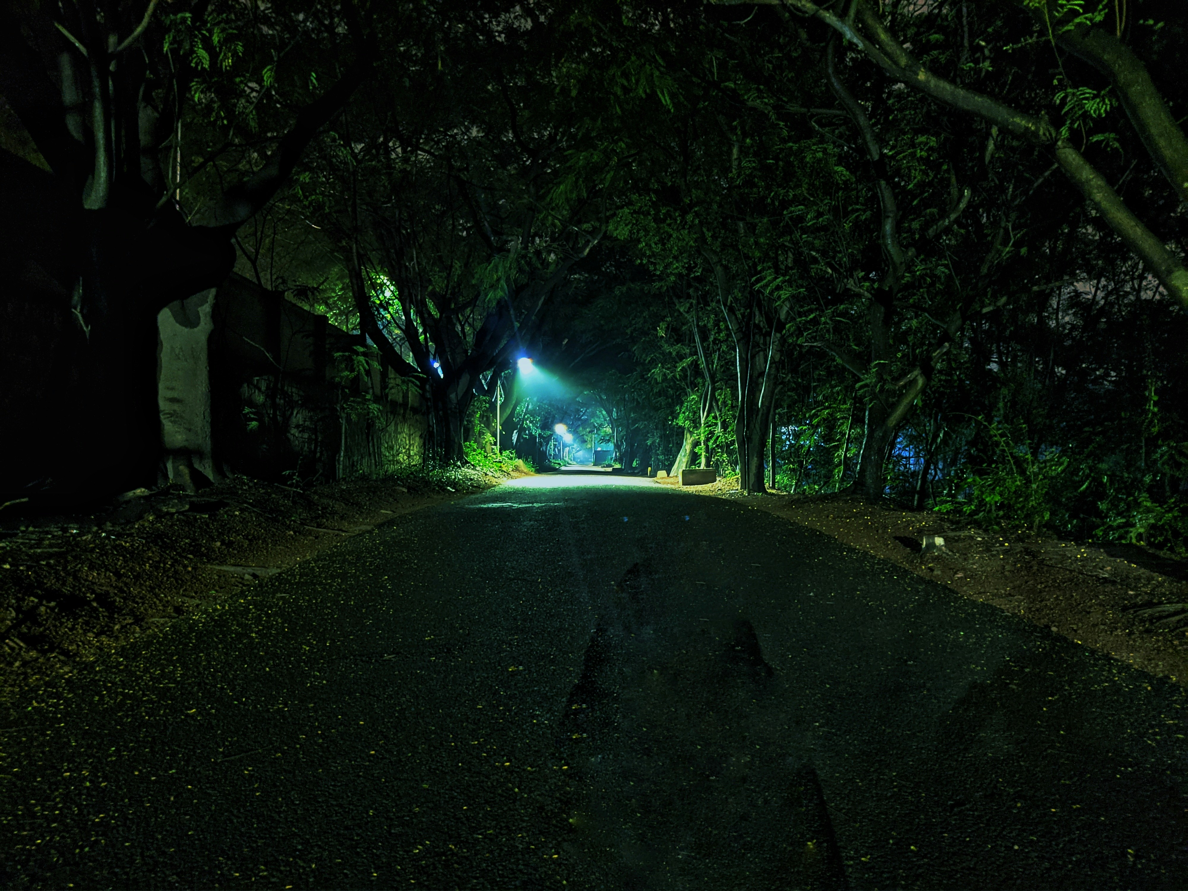 A road at night surrounded by trees with blue street lights.
