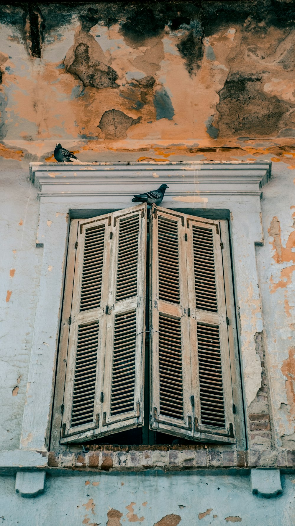a bird is sitting on the window sill of an old building