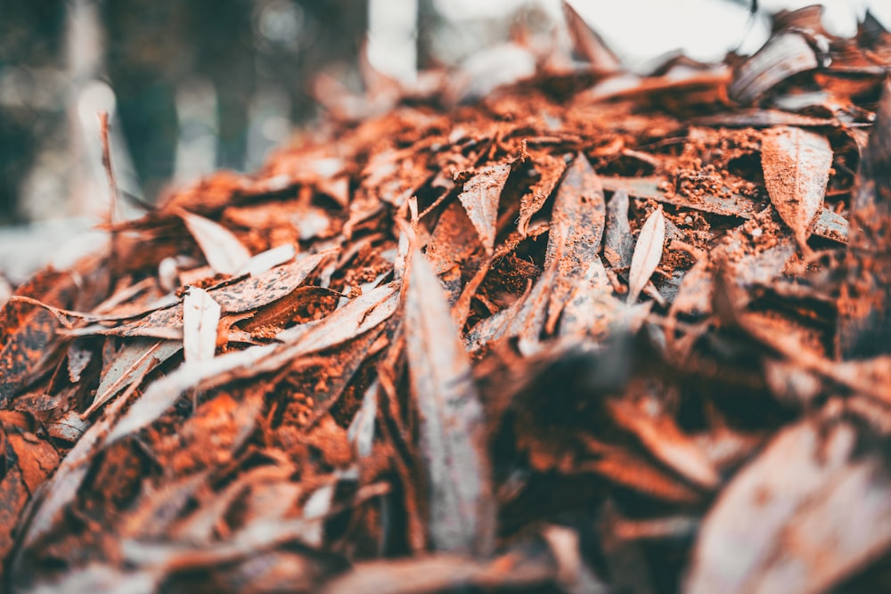 a pile of wood chipping next to a forest