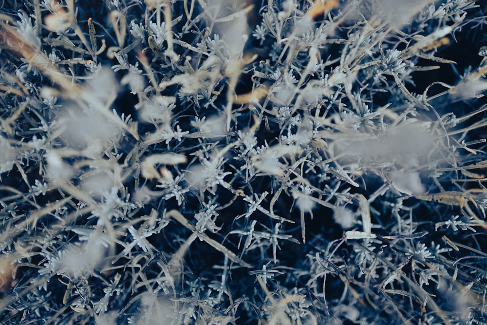 a close up of a bunch of snow flakes