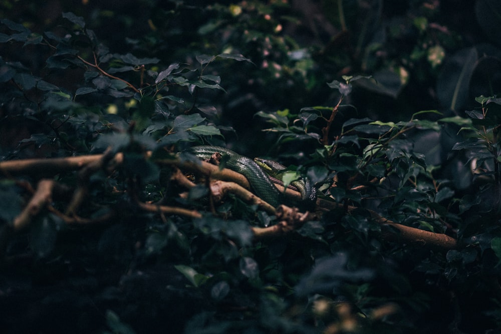 a bunch of green leaves that are on a tree