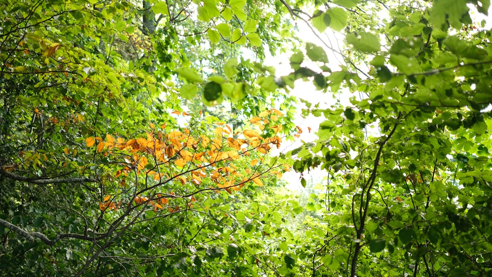 a forest filled with lots of green trees