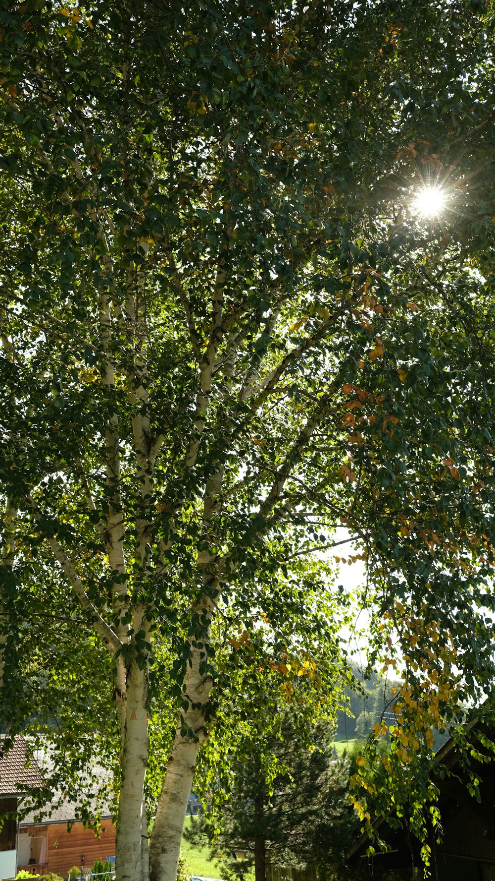 the sun shines through the leaves of a tree