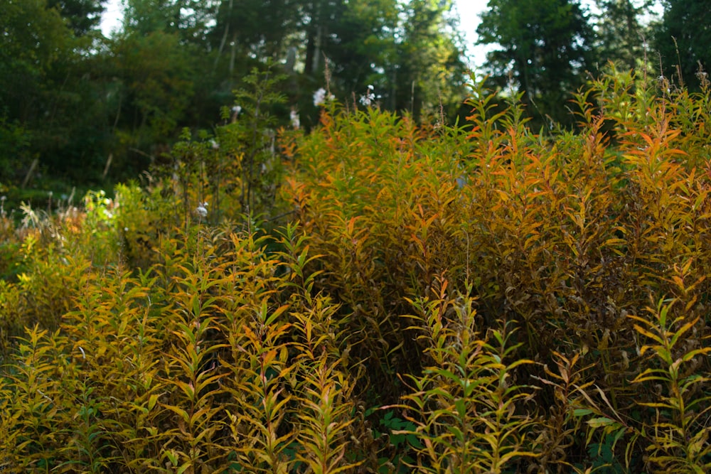 a bush with yellow leaves in the middle of a forest