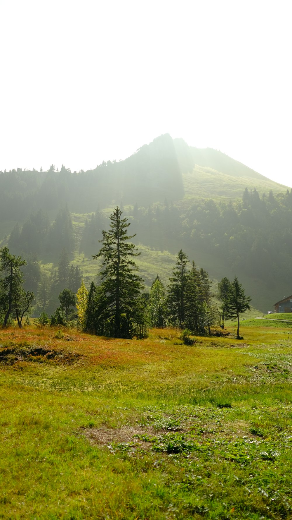 a grassy field with trees and mountains in the background