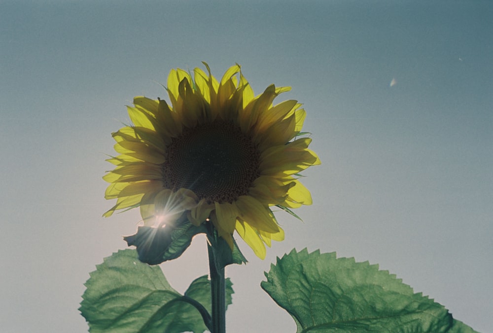 a sunflower with the sun shining through it