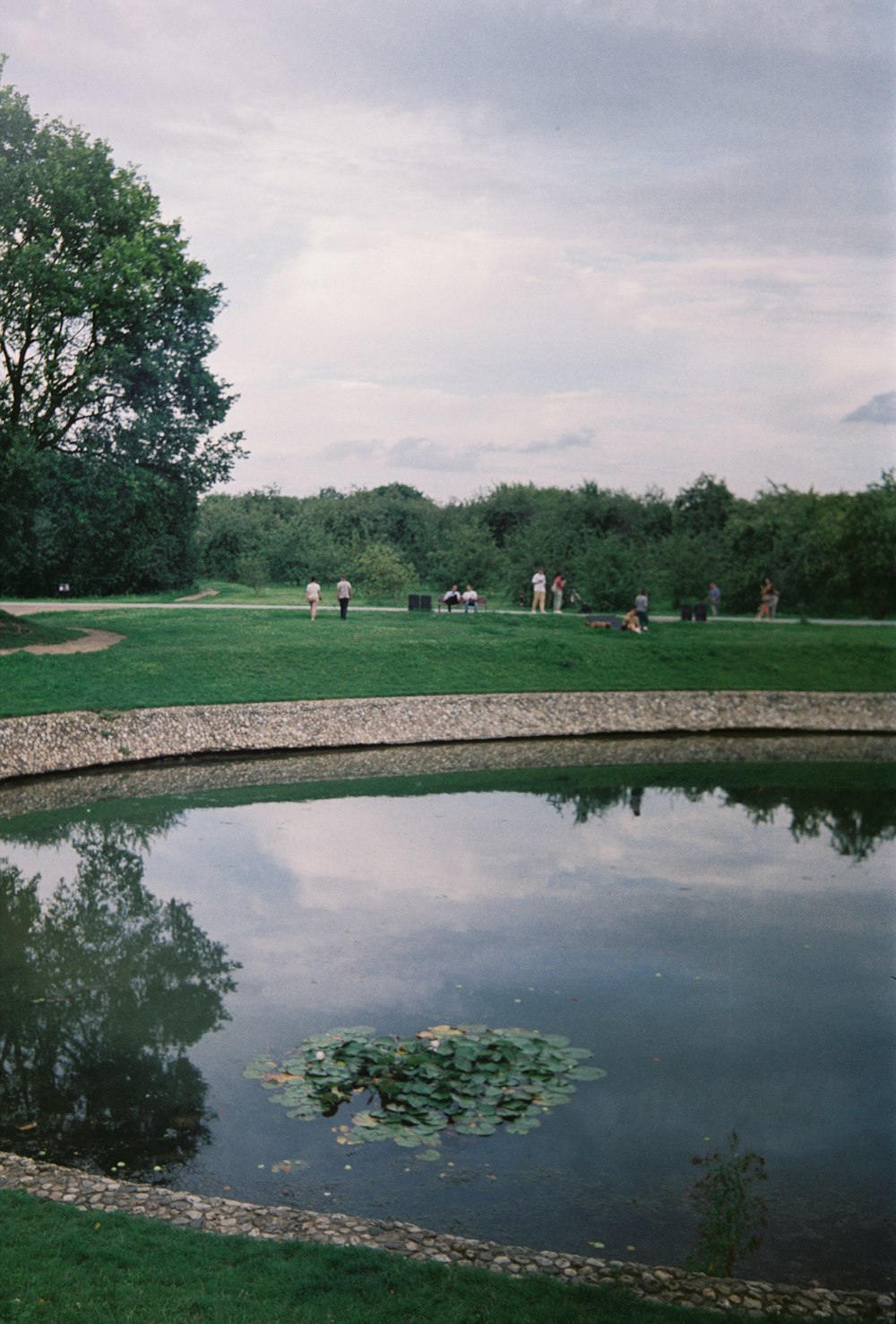 a pond in the middle of a grassy field