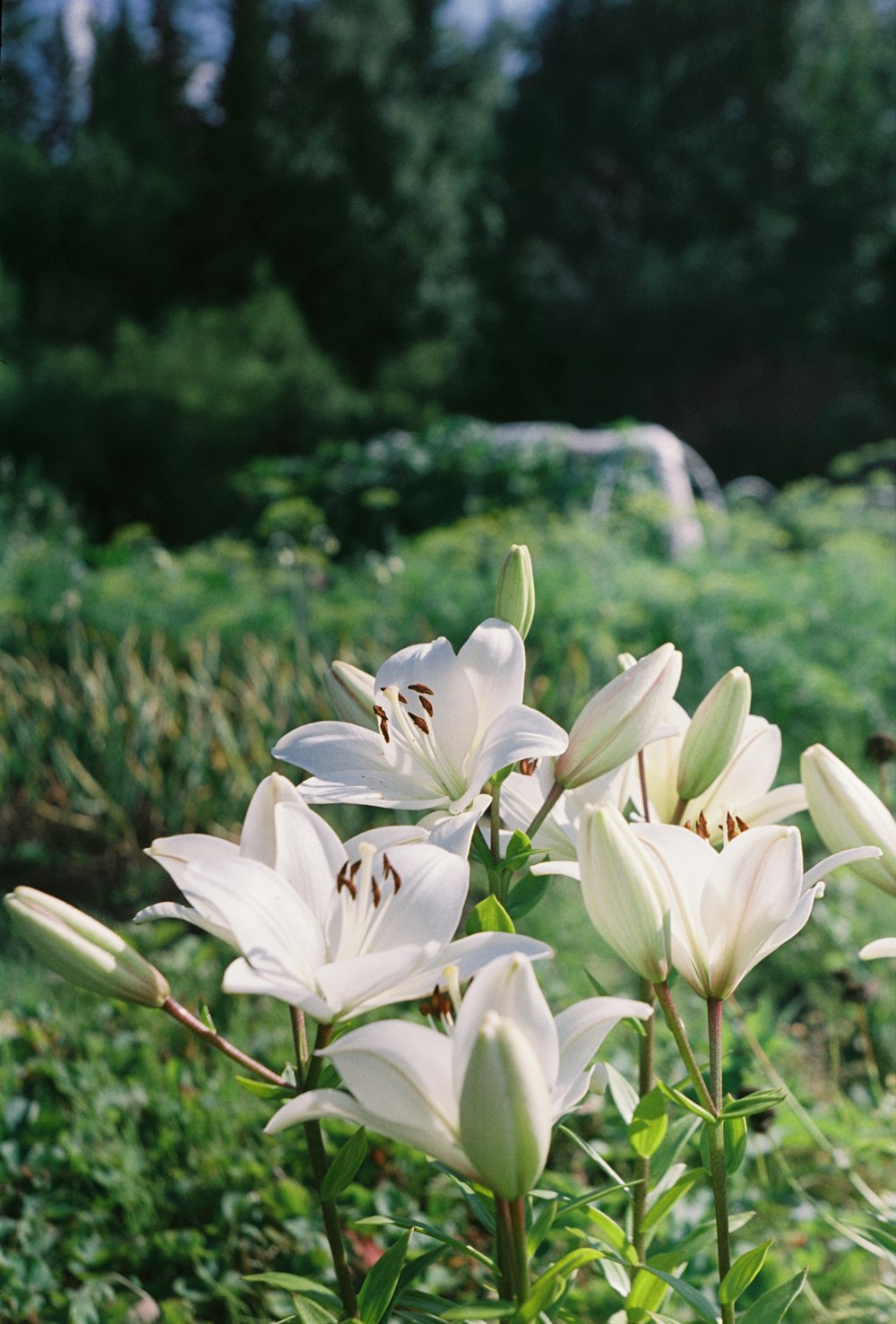 a bunch of white flowers in a field