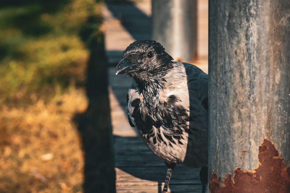 a black and white bird standing on a wooden walkway