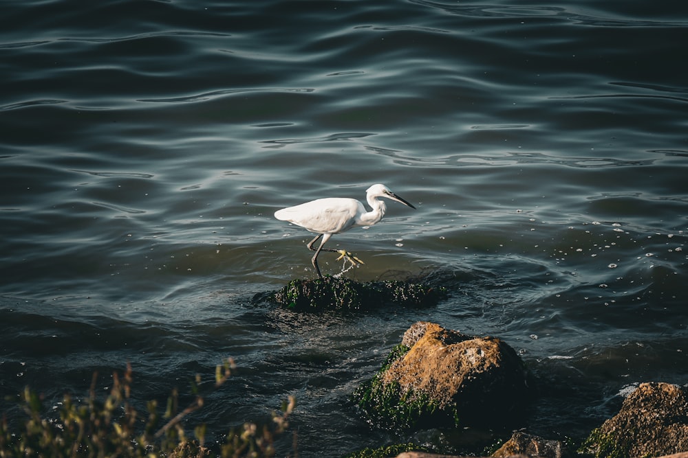 a white bird standing on a rock in the water