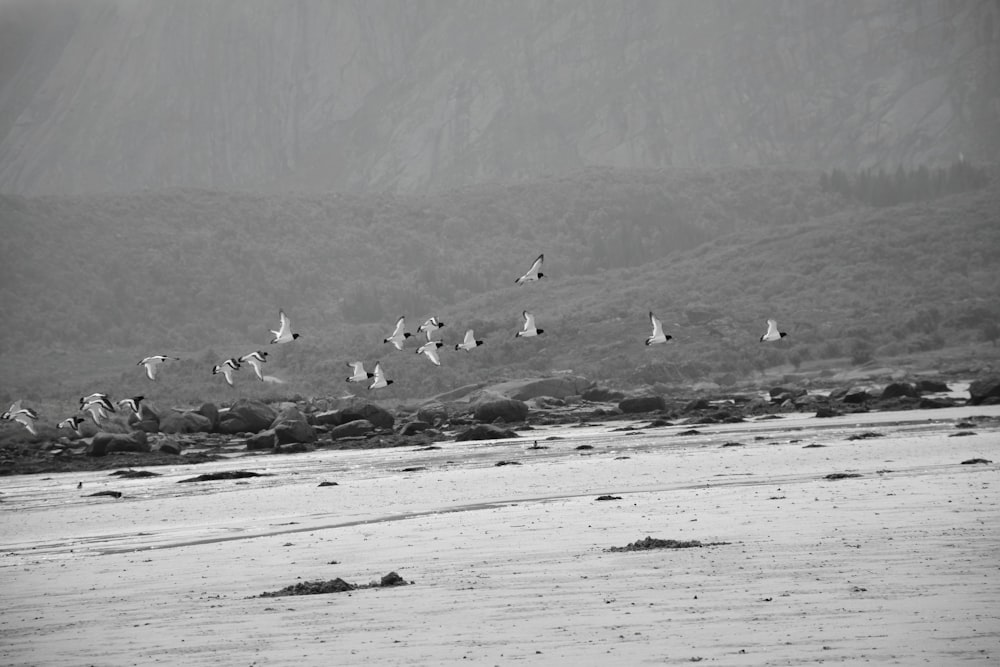 a flock of birds flying over a rocky beach