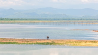 An expansive landscape featuring a serene body of water with a gentle shoreline. An elephant stands near the water's edge, surrounded by a beautiful backdrop of distant blue mountains under a cloudy sky.