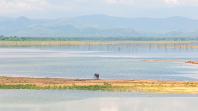 An expansive landscape featuring a serene body of water with a gentle shoreline. An elephant stands near the water's edge, surrounded by a beautiful backdrop of distant blue mountains under a cloudy sky.