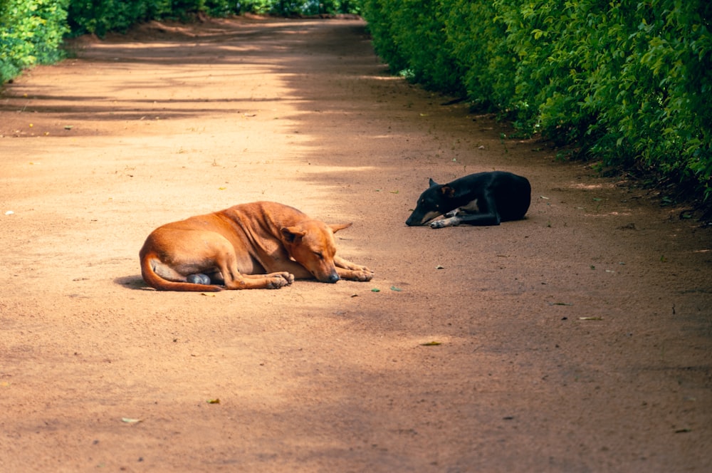 a cow laying on a dirt road next to a dog