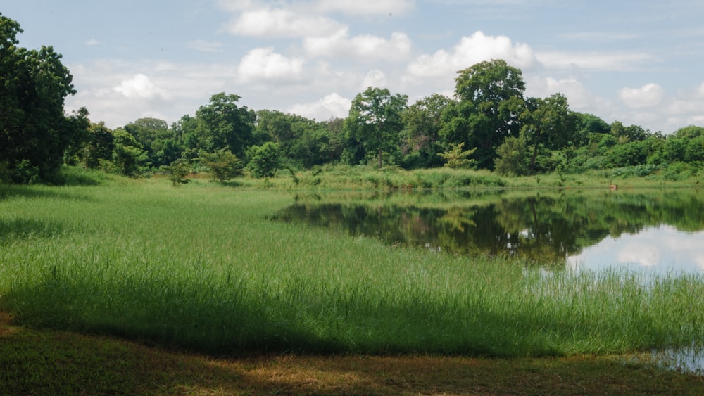 a lake surrounded by lush green grass and trees
