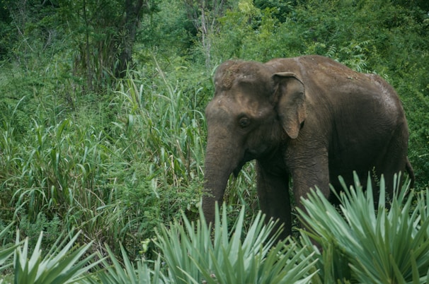 Wildlife safari jeep moving through dense jungle with elephants in the distance.