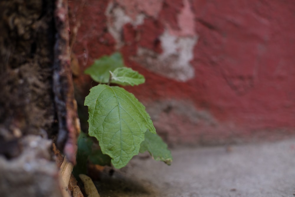 a small green plant growing out of a crack in a wall