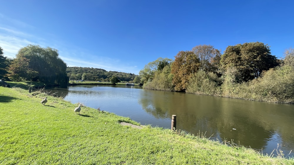 a body of water surrounded by trees and grass