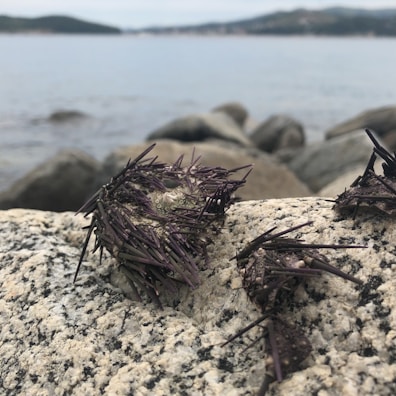 A scenic view of the ocean where sea urchins are sourced.
