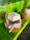 Two freshly cut coconuts are placed on a vibrant, green surface. One coconut is opened with a straw inserted, ready for drinking, while the other remains sealed. The lush green color of the table contrasts with the natural brown and cream tones of the coconuts.