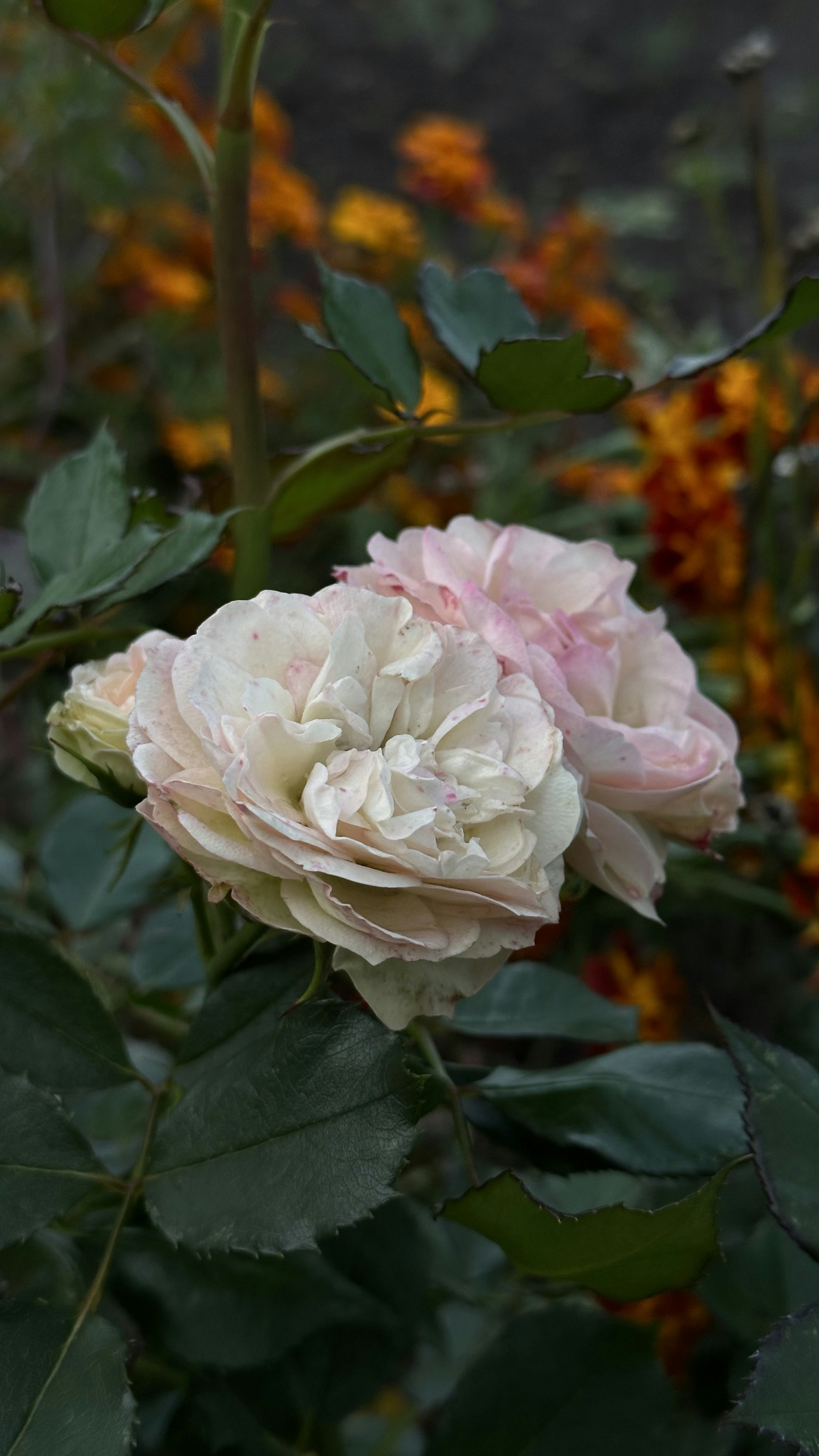 Photo by viyoursoul0909