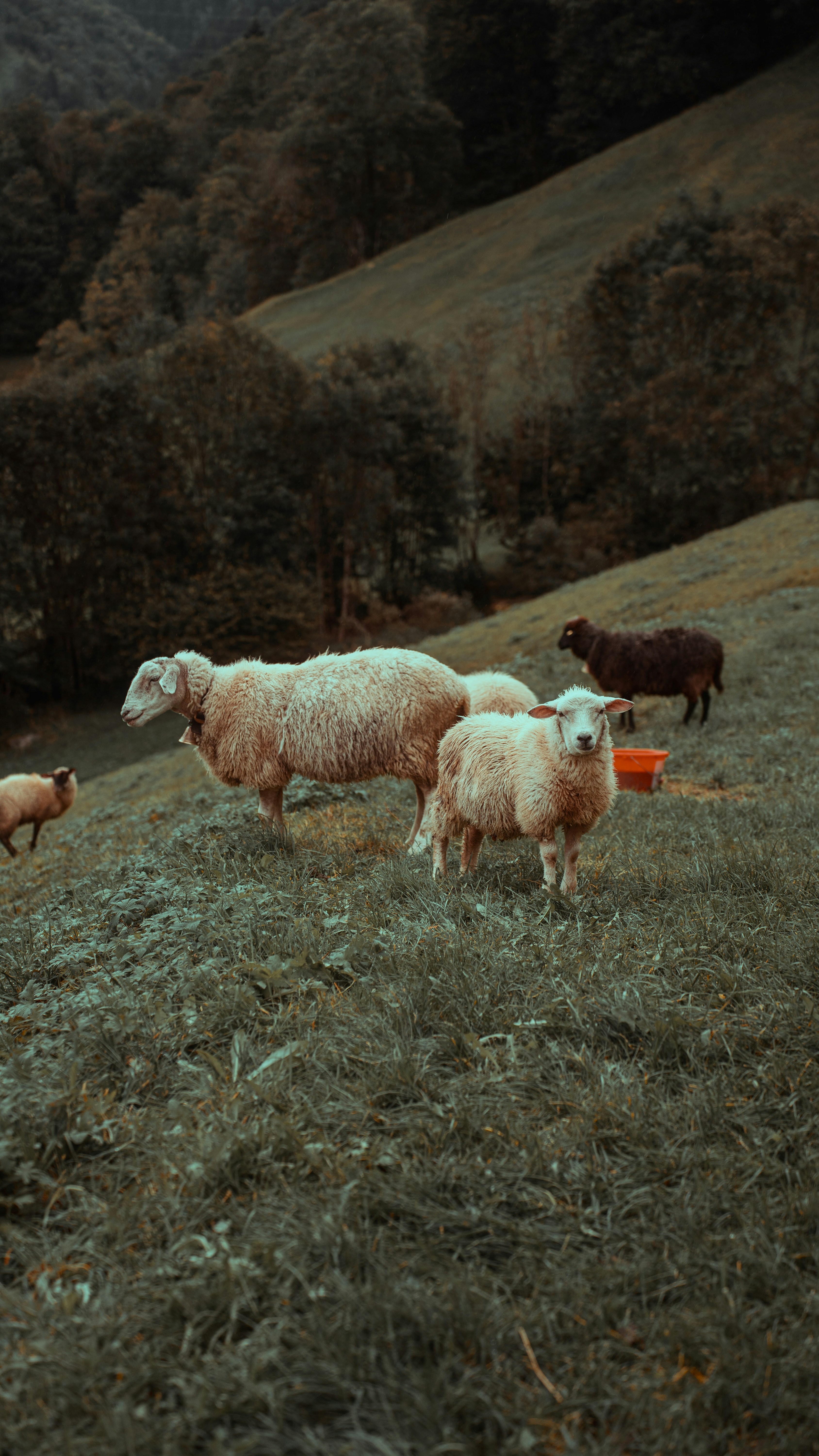 a herd of sheep standing on top of a lush green hillside