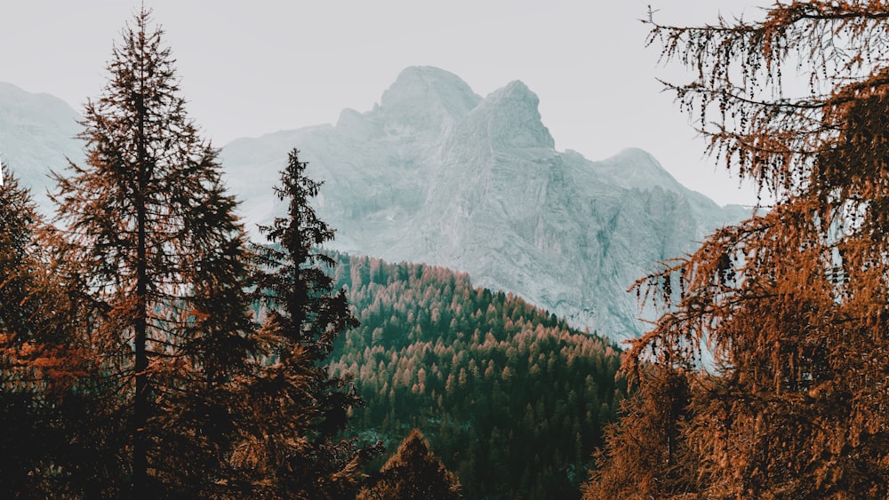 a view of a mountain range with trees in the foreground