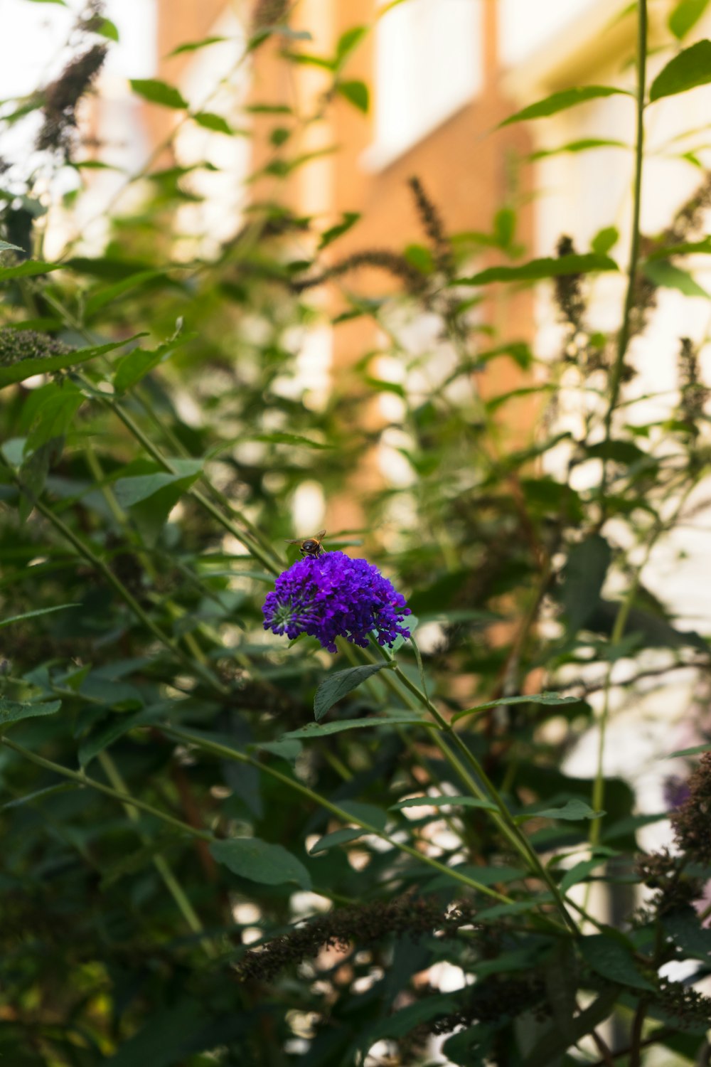 Una flor púrpura está en medio de un jardín