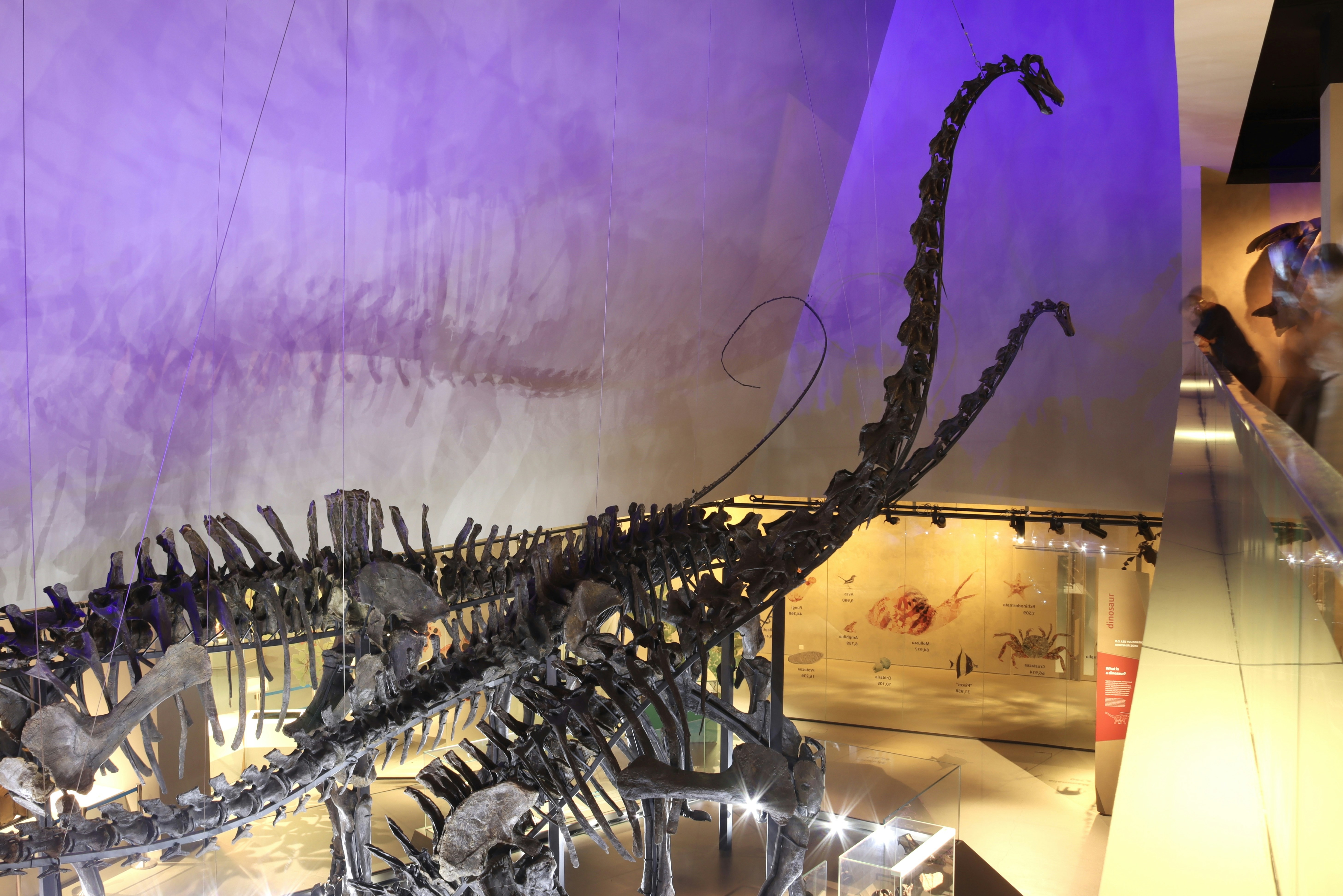 La Vie d'Allosaurus : De la Naissance à l'Extinction
