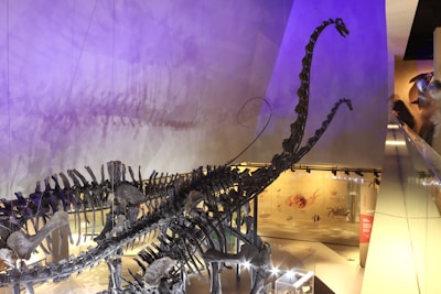 A large dinosaur skeleton displayed in a museum setting with soft purple lighting casting shadows on the walls. The fossilized bones are mounted, showcasing the long neck and tail of the dinosaur, possibly a sauropod. Visitors are visible in the background, observing the exhibit.