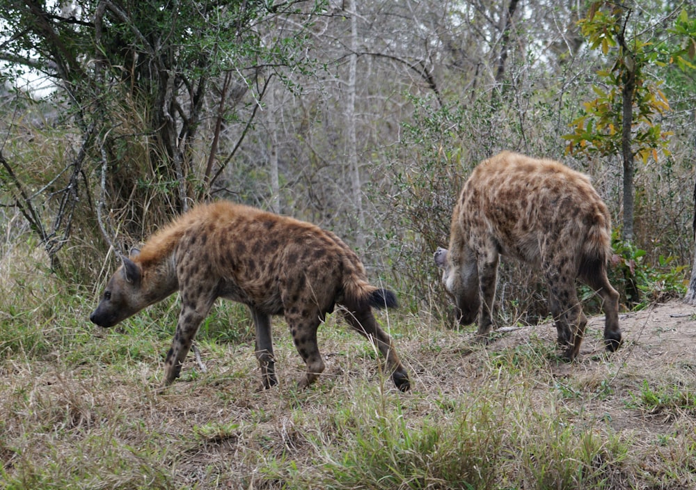 two hyenas are grazing in a wooded area