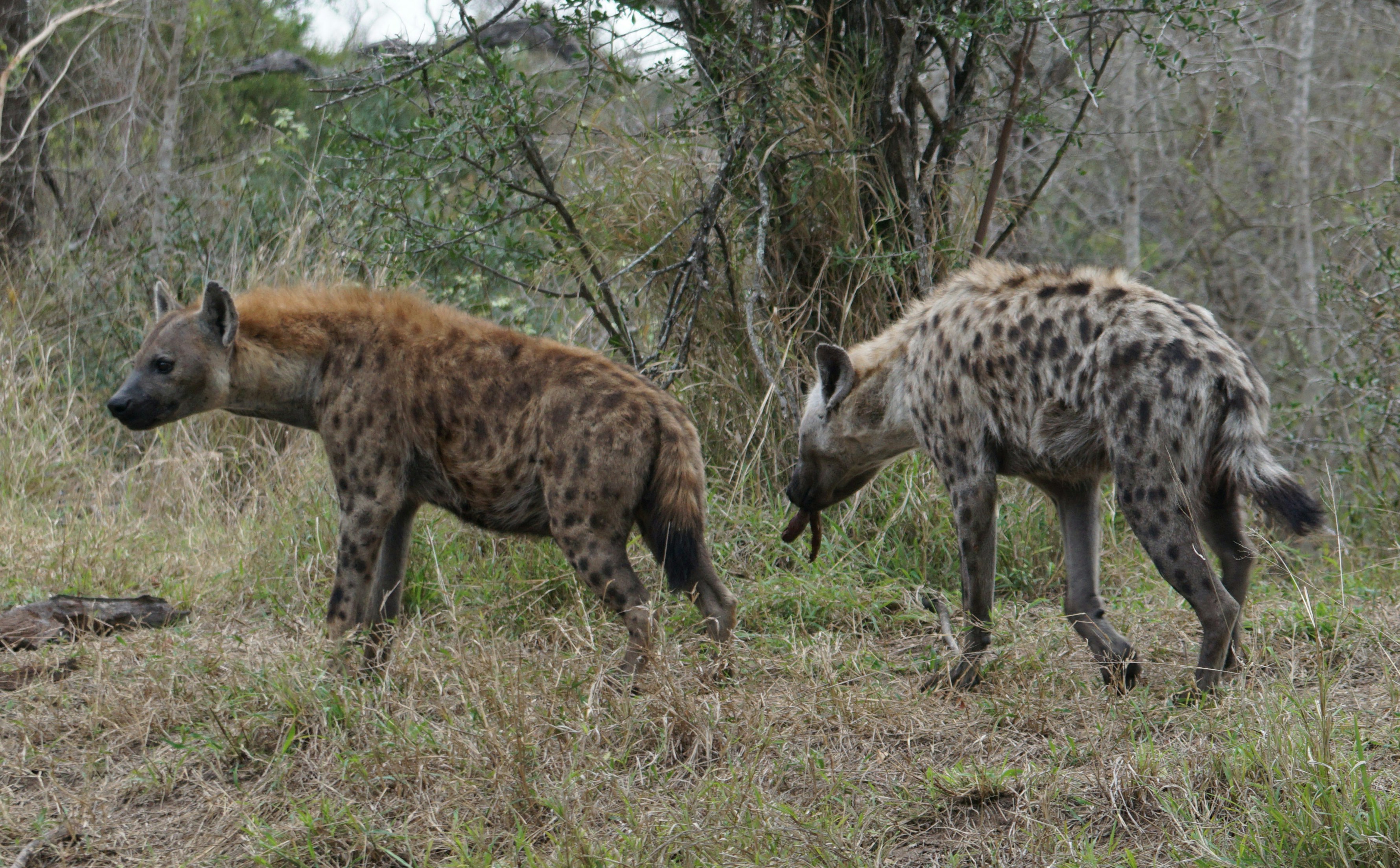 a couple of hyenas walking across a grass covered field
