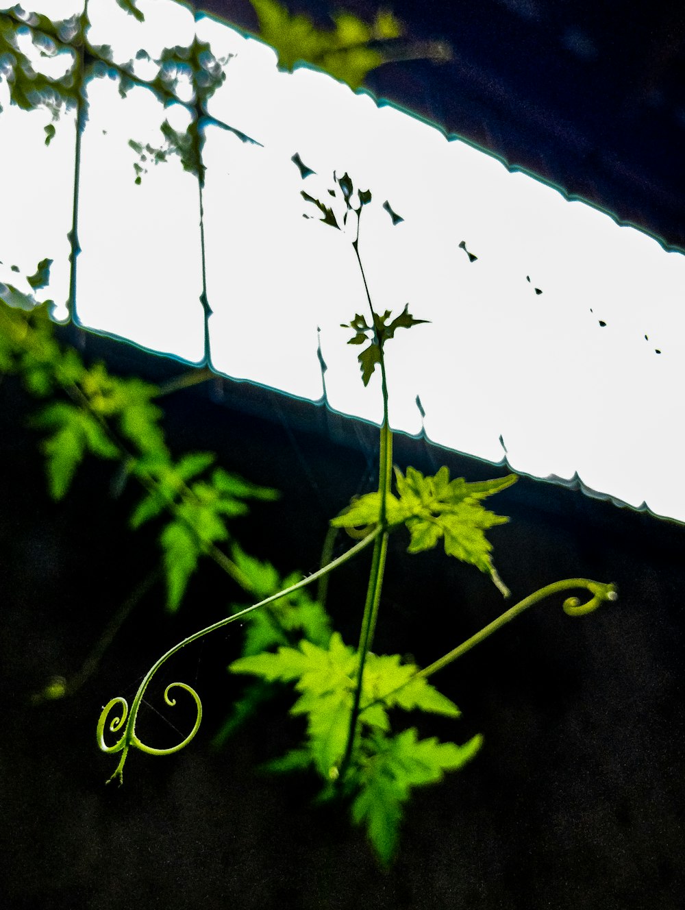 a plant with green leaves in front of a white light