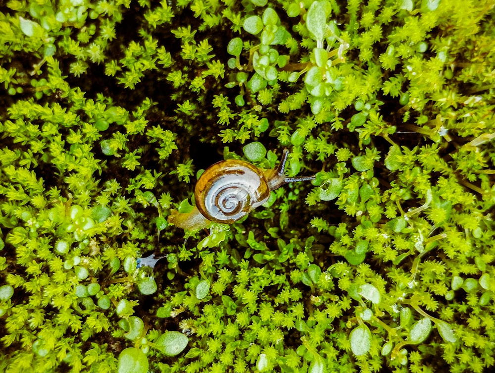 an overhead view of a snail on a green plant