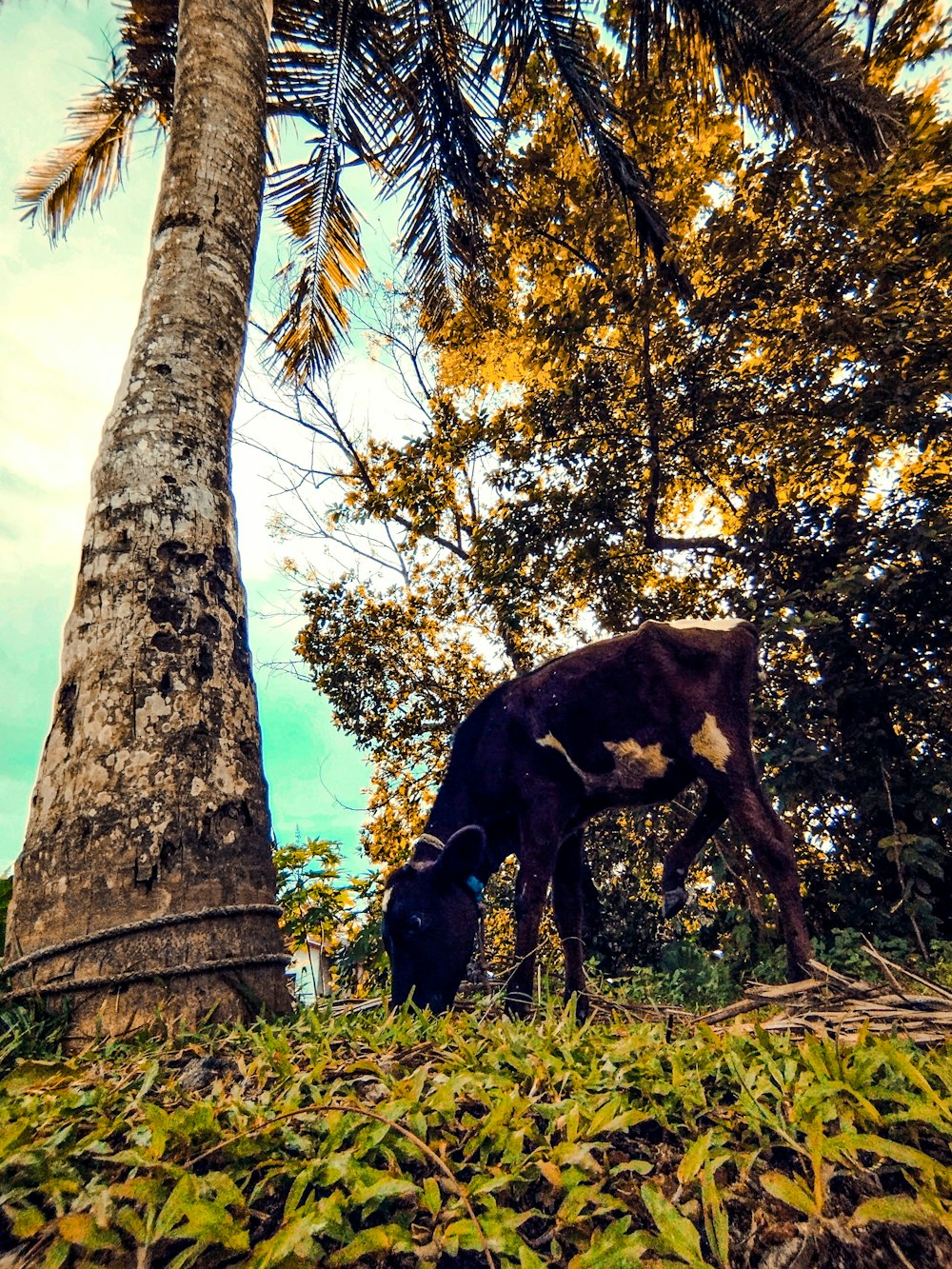 a cow grazing on grass next to a palm tree