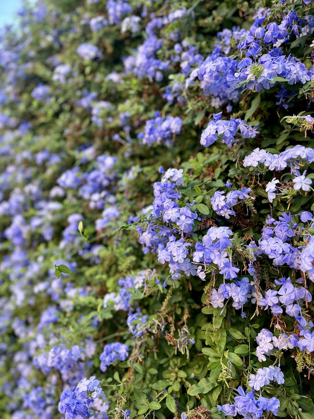 blue flowers are growing on the side of a wall