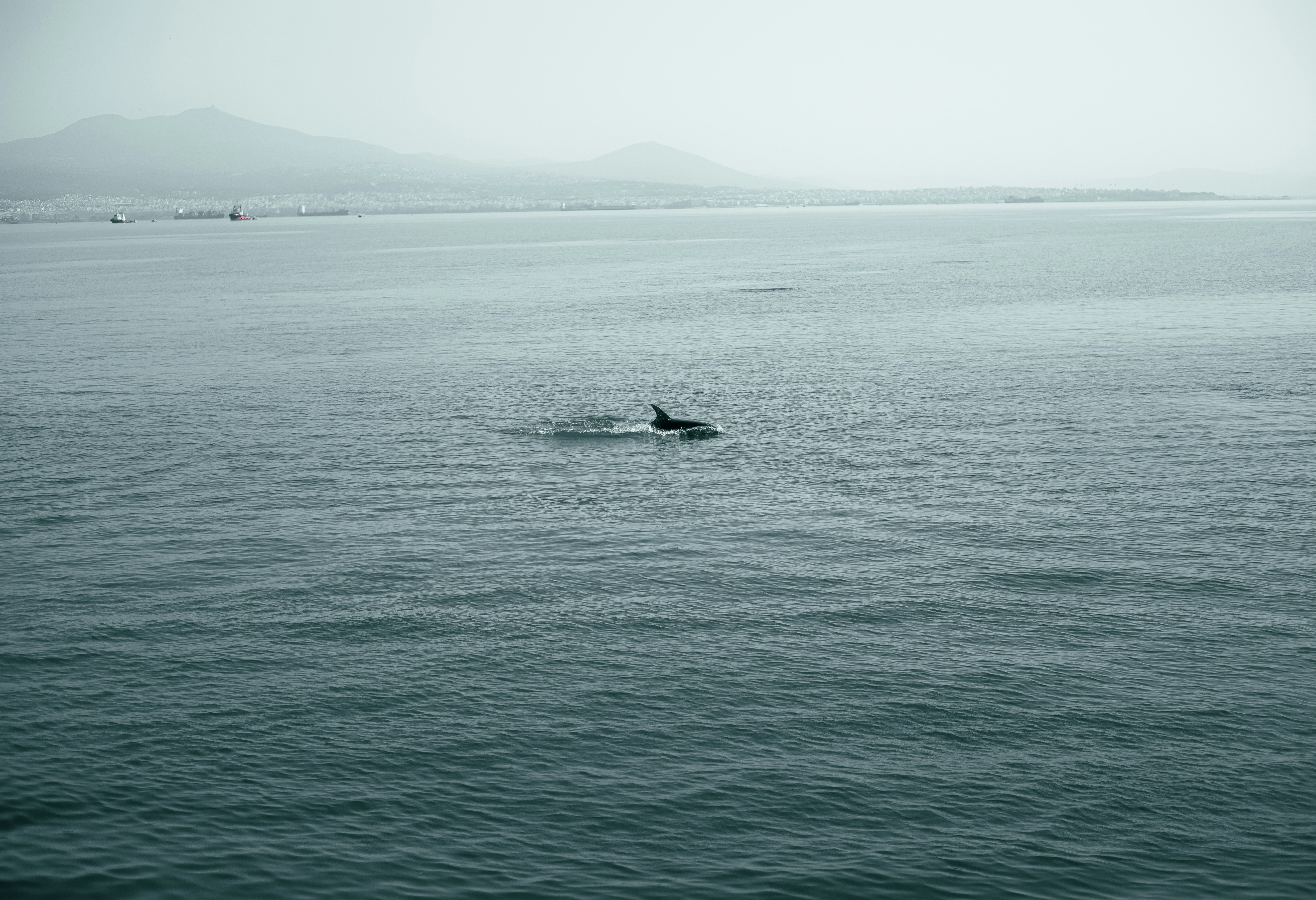 Photo by falcos