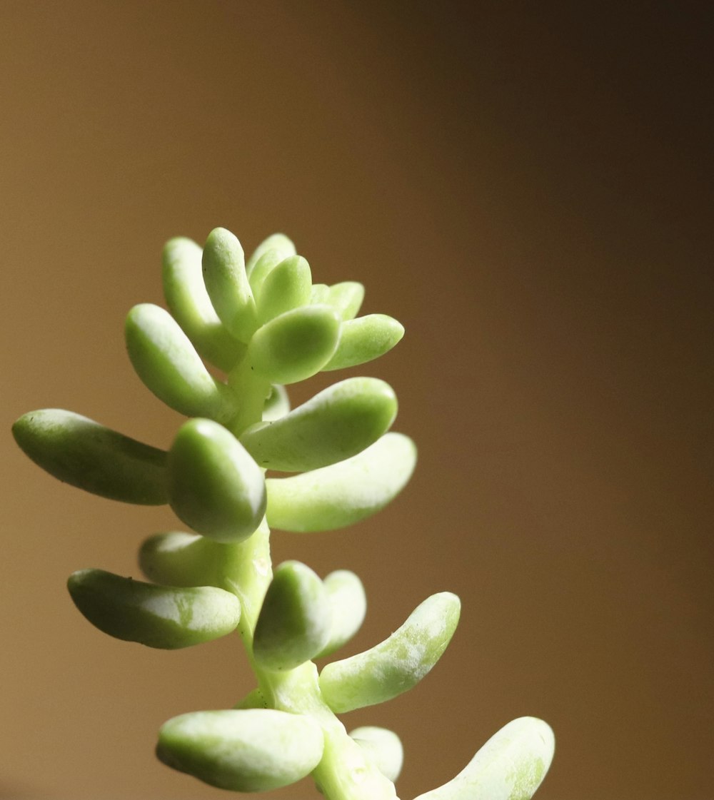 a close up of a plant with small leaves