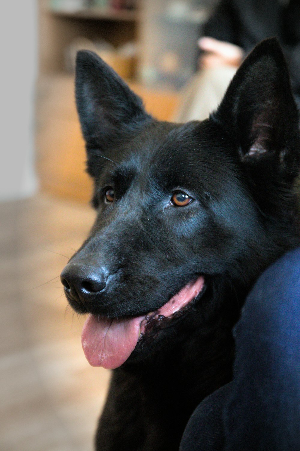 a black dog sitting on a person's lap