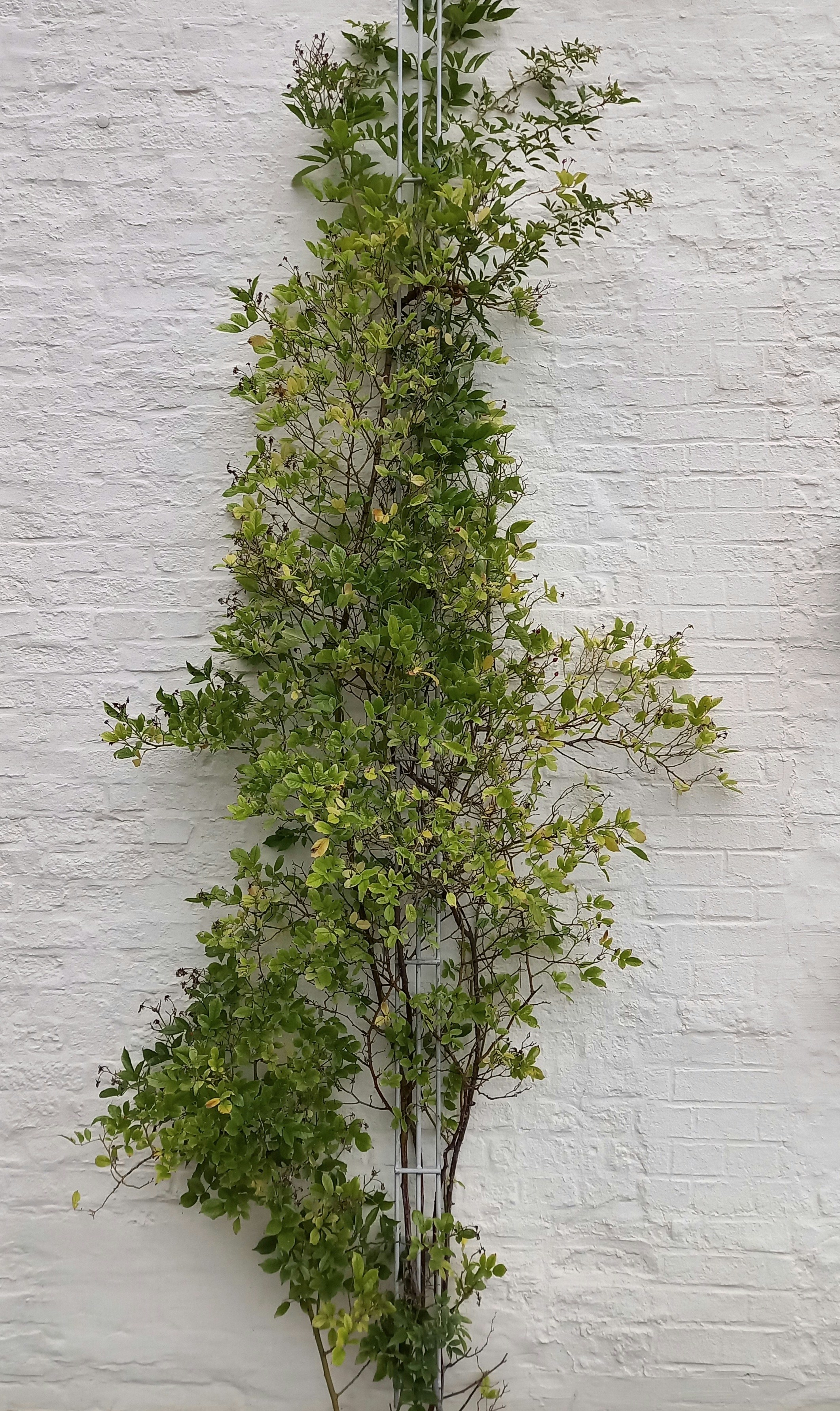 Photo by frankweichelt