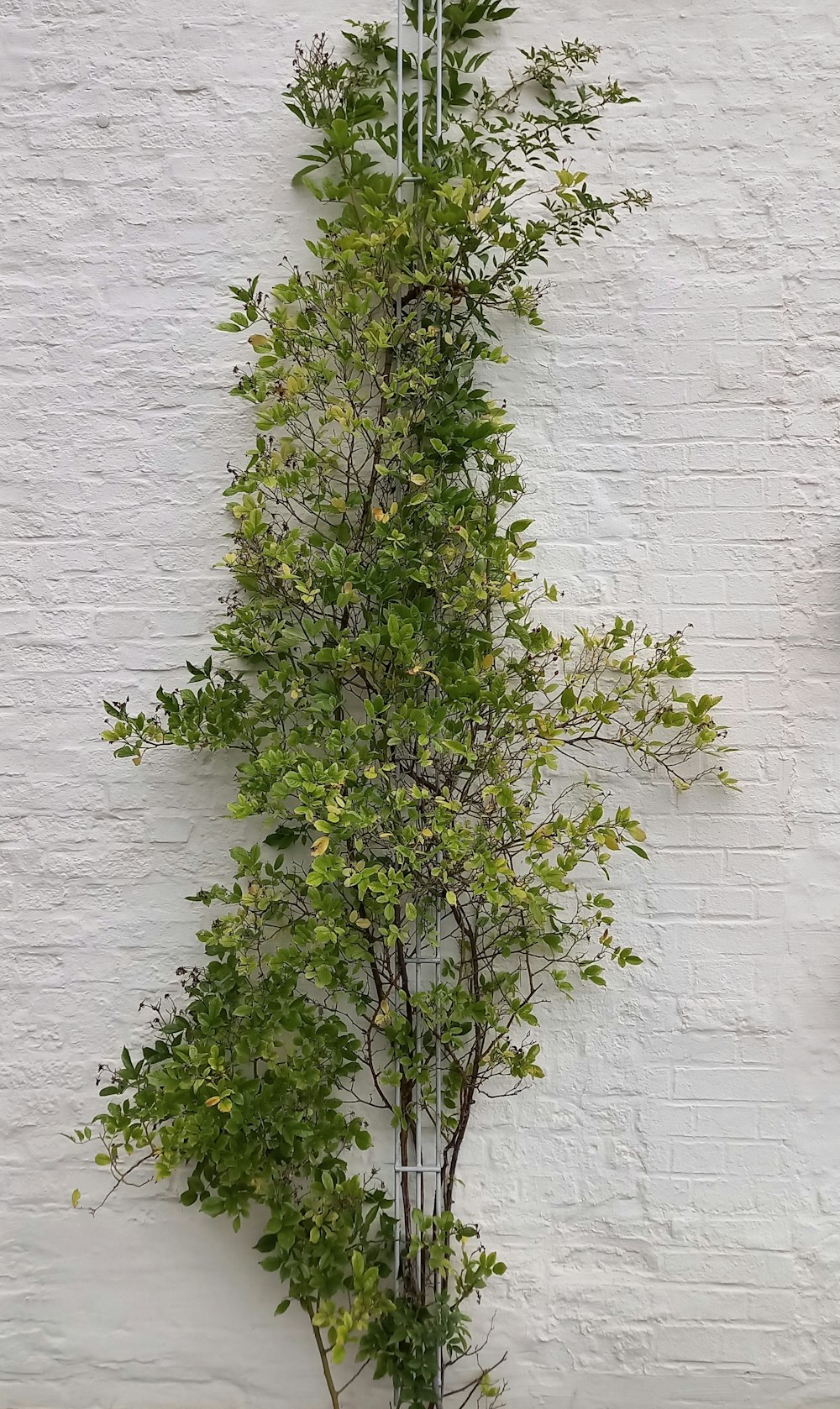 a tall green tree next to a white wall