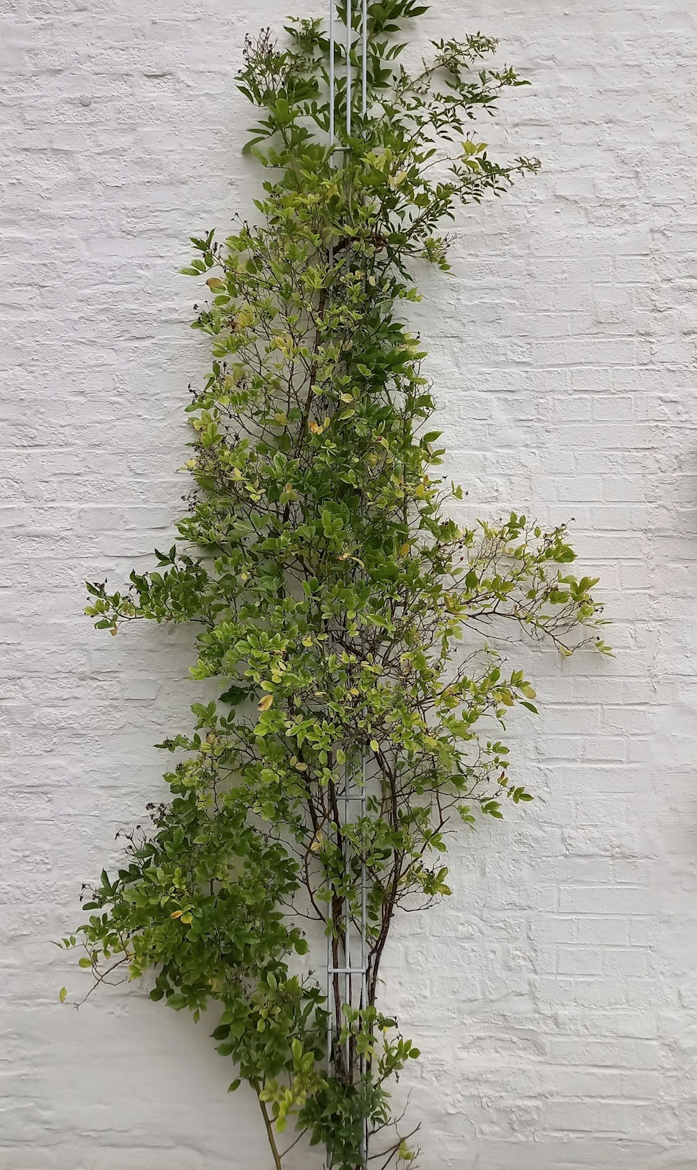 un árbol alto y verde junto a una pared blanca