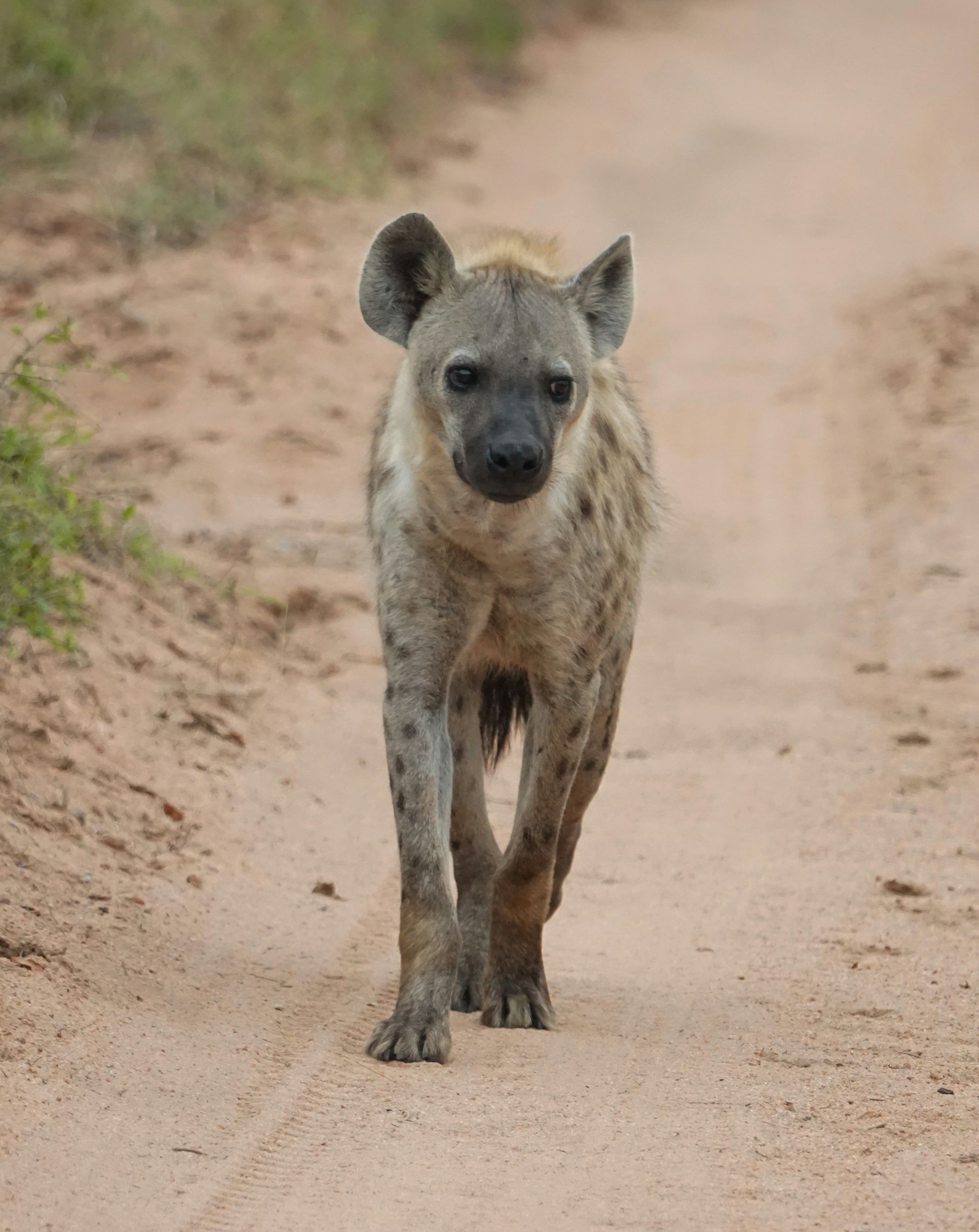 a hyena walking down a dirt road