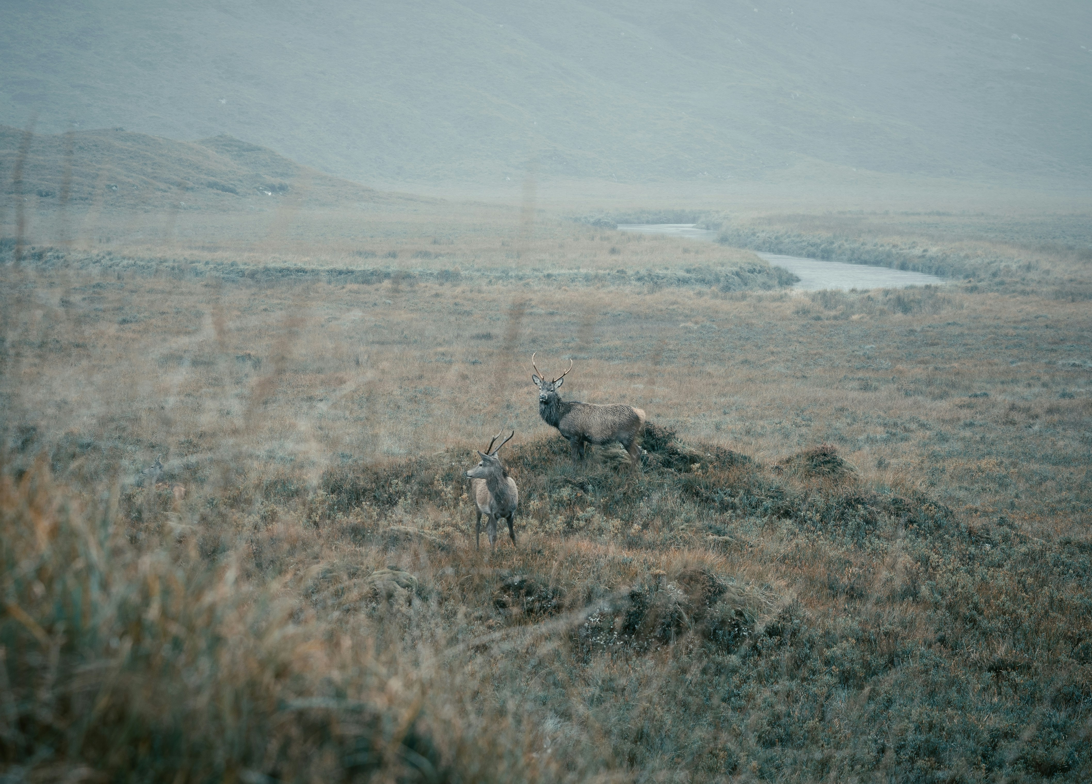 풀밭에 서있는 두 마리의 동물