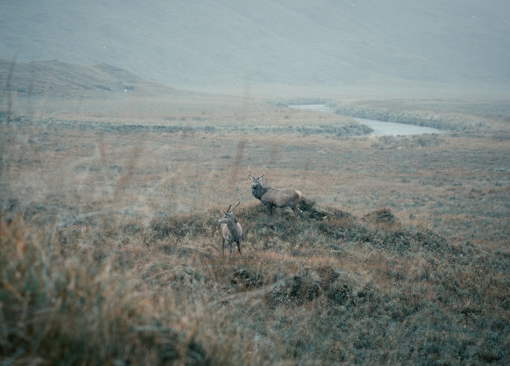 a couple of animals that are standing in the grass