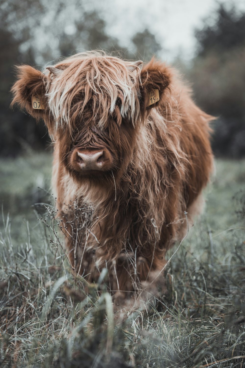 a brown cow standing on top of a grass covered field