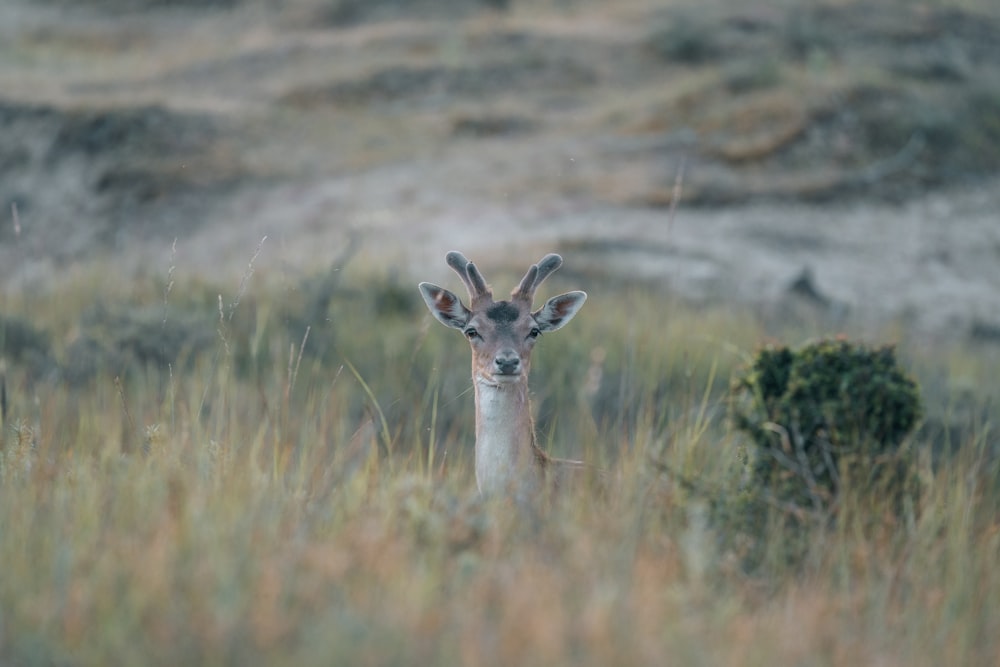 a deer standing in a field of tall grass