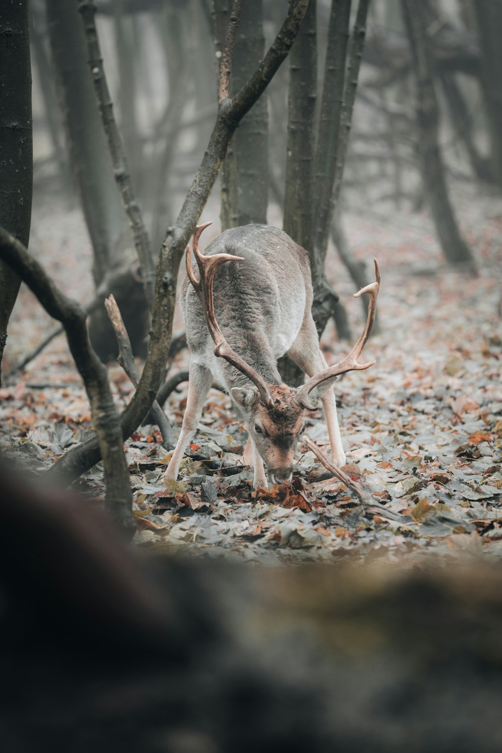 a deer standing in the middle of a forest