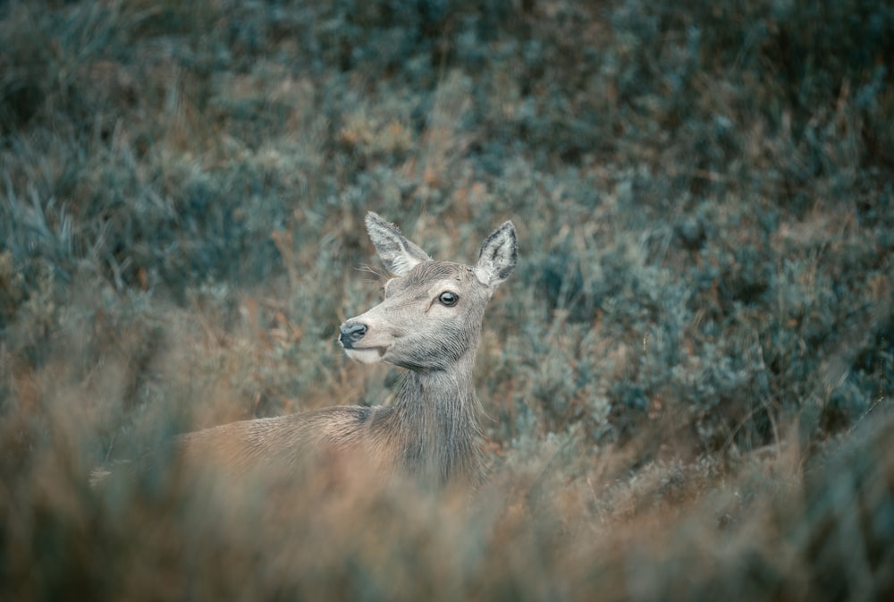 a deer sitting in a field of tall grass