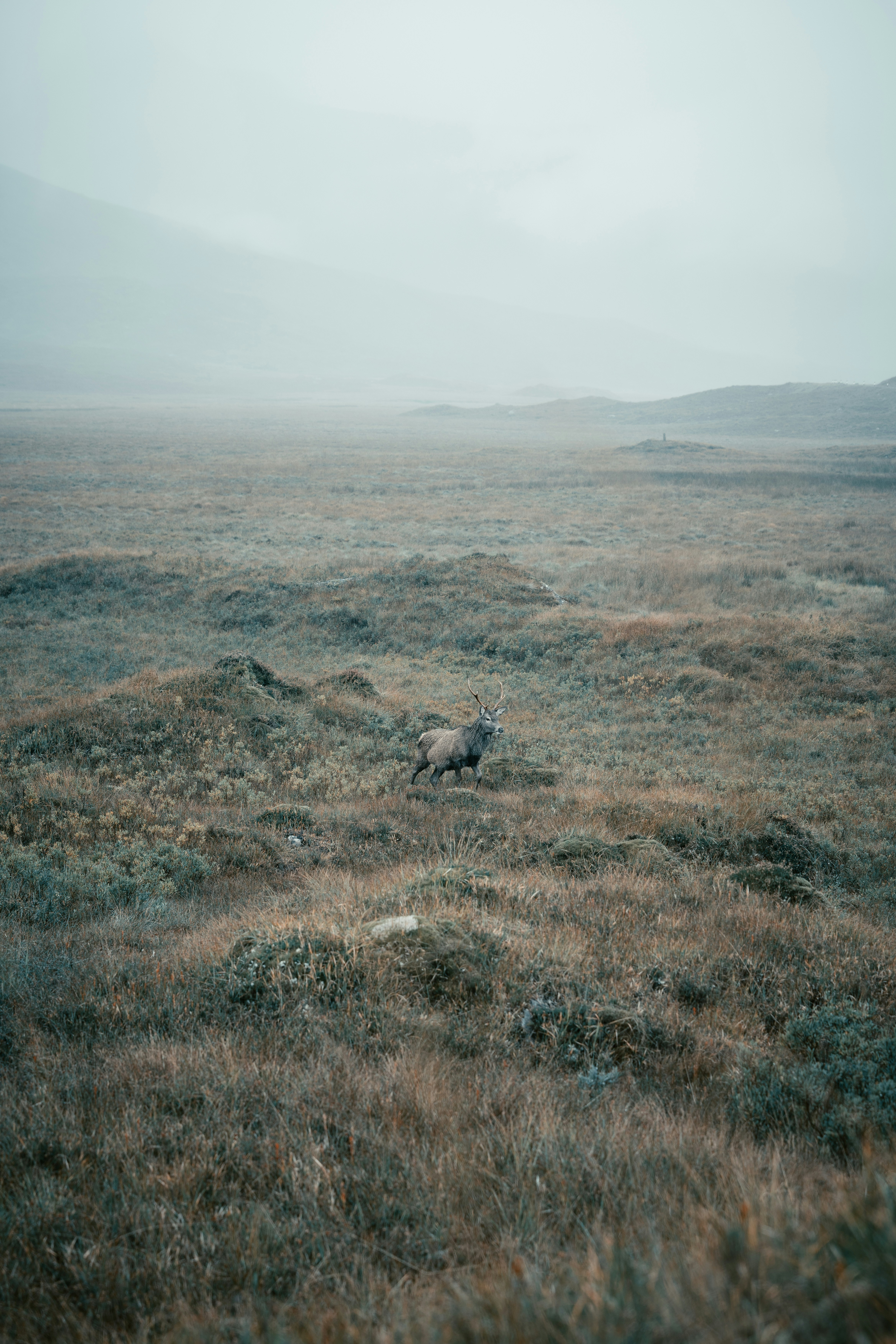 안개 낀 날 들판에 새가 서 있다